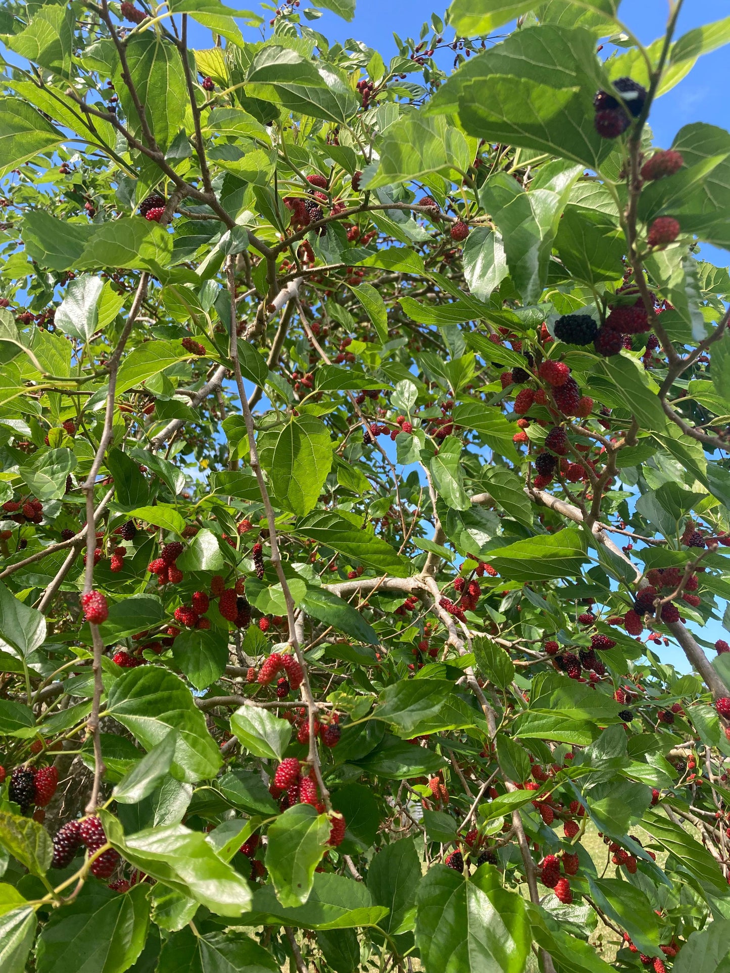 Christmas Spiced Ham Jam 200gm