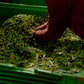A Tin of Extra Virgin Olive Oil 1L