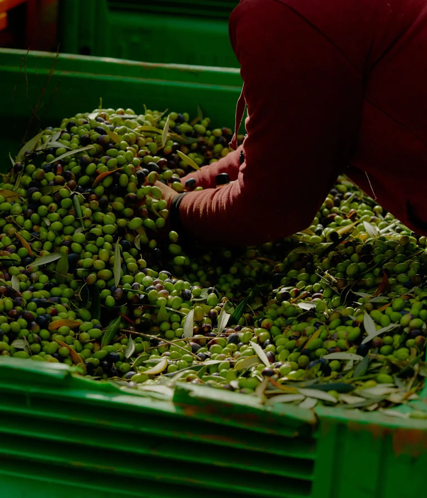 A Tin of Extra Virgin Olive Oil 1L