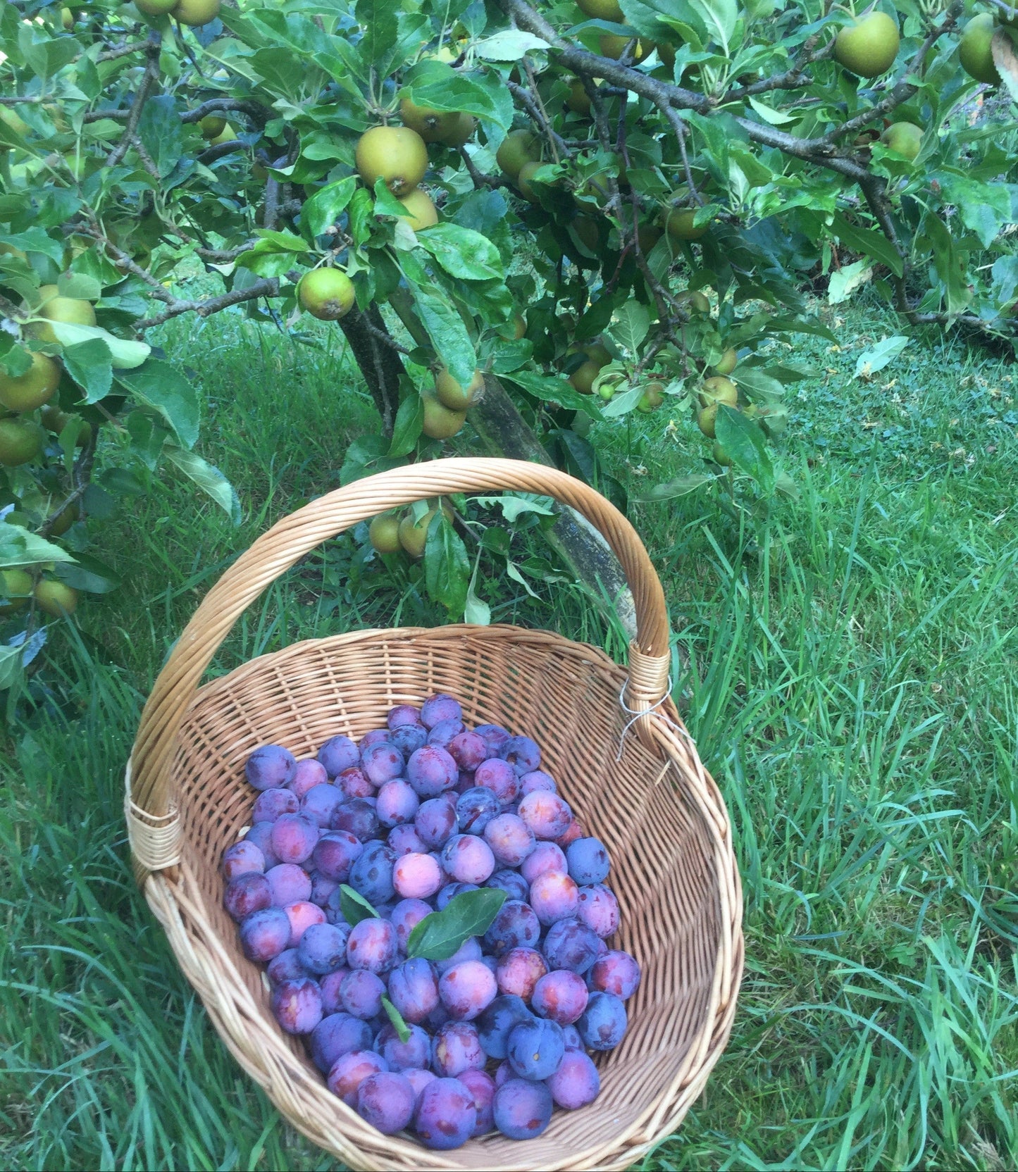 Plum and Elderflower Jam 200gm